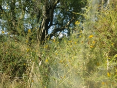 Tetranychus lintearius