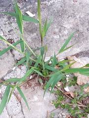 Setaria verticillata