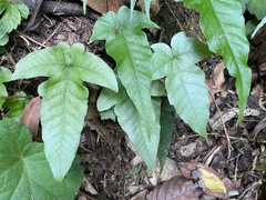 Tectaria subtriphylla