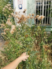 Cirsium arvense