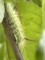 Calliteara pudibunda