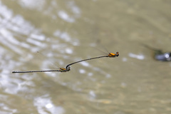 Prodasineura croconota