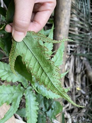 Tectaria subtriphylla