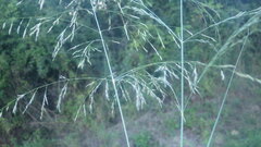 Eragrostis chloromelas