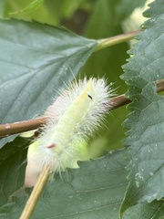 Calliteara pudibunda