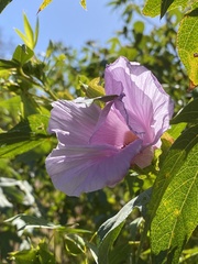 Gossypium robinsonii