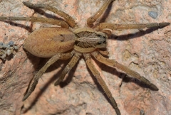 Hogna radiata