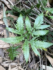 Tectaria subtriphylla