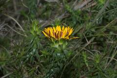 Oedera capensis