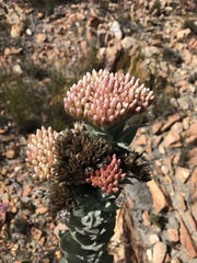 Syncarpha milleflora