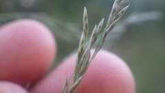 Eragrostis chloromelas