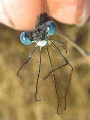 Lestes pinheyi