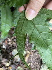 Tectaria subtriphylla