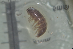 Trichoniscus pusillus