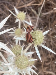 Graphosoma italicum italicum