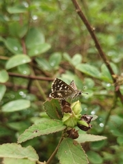 Spialia galba
