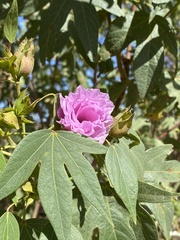 Gossypium robinsonii