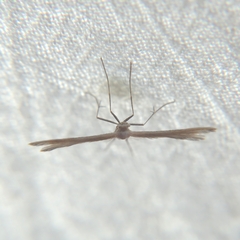 Pterophoroidea