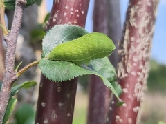 Iphiclides podalirius