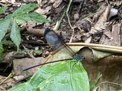 Psolodesmus mandarinus dorothea