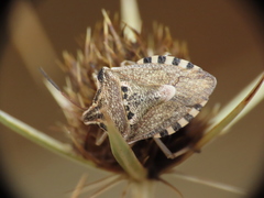 Codophila varia