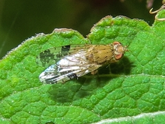 Tephritis bardanae