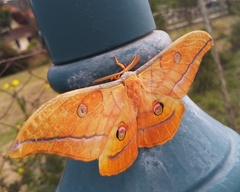 Antheraea yamamai