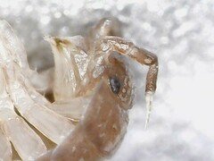 Trichoniscus pusillus