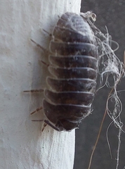 Armadillidium depressum
