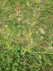 Sisymbrium altissimum