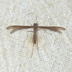 Pterophoroidea