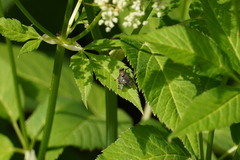 Platystoma