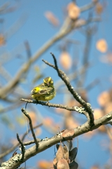 Crithagra mozambica