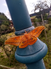 Antheraea yamamai