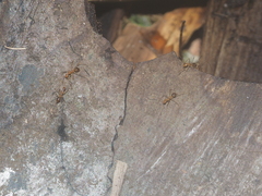 Anoplolepis gracilipes