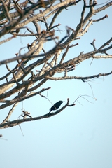 Chalcomitra amethystina