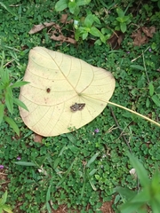 Spialia galba