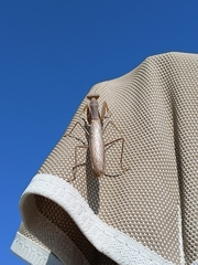 Hierodula transcaucasica