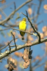 Crithagra mozambica