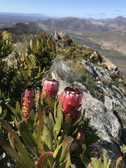 Protea neriifolia