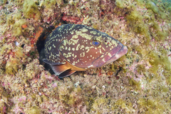 Epinephelus marginatus