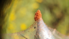 Tetranychus lintearius