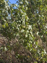 Gossypium robinsonii