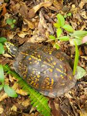 Terrapene carolina