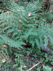 Dryopteris carthusiana