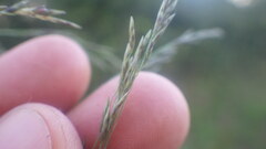 Eragrostis chloromelas