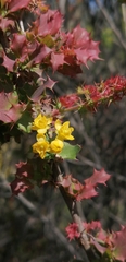 Berberis actinacantha