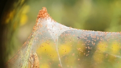 Tetranychus lintearius