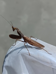 Hierodula transcaucasica