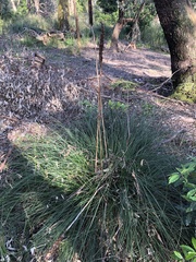 Xanthorrhoea minor lutea